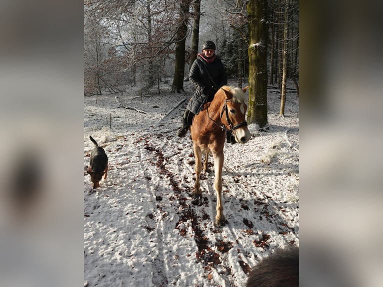 Hafliger Wałach 6 lat 150 cm in Gramastetten