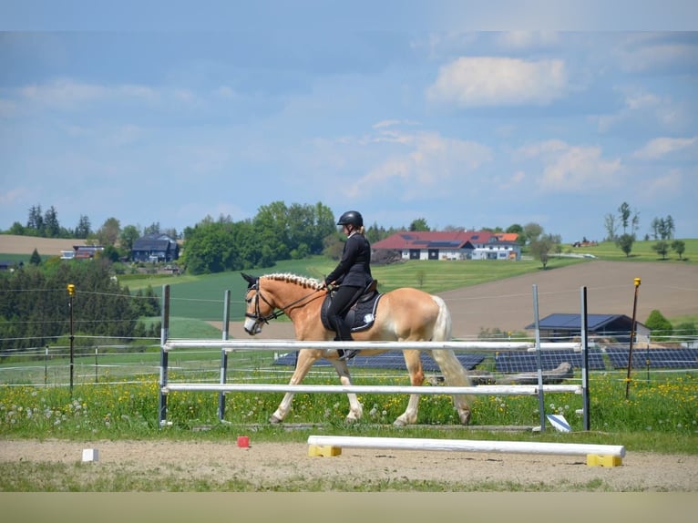 Hafliger Wałach 6 lat 150 cm in Gramastetten