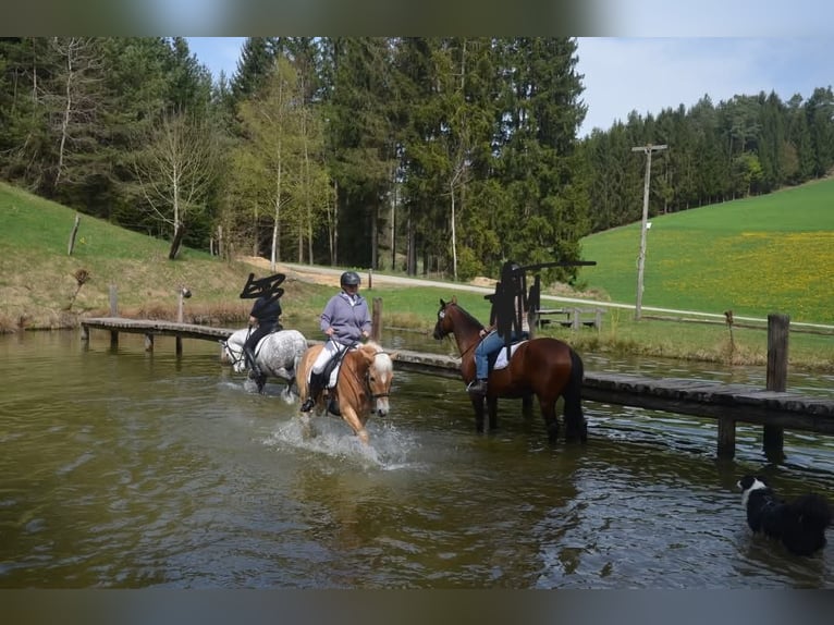Hafliger Wałach 6 lat 150 cm in Gramastetten