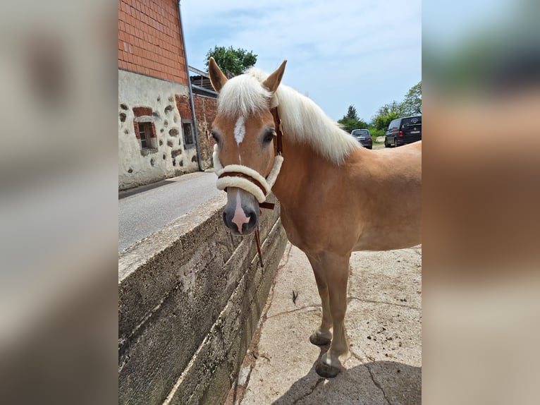 Hafliger Wałach 6 lat 150 cm in Gramastetten