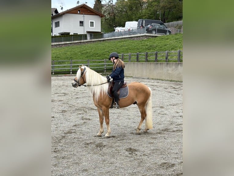 Hafliger Wałach 6 lat 152 cm Kasztanowata in Oberursel
