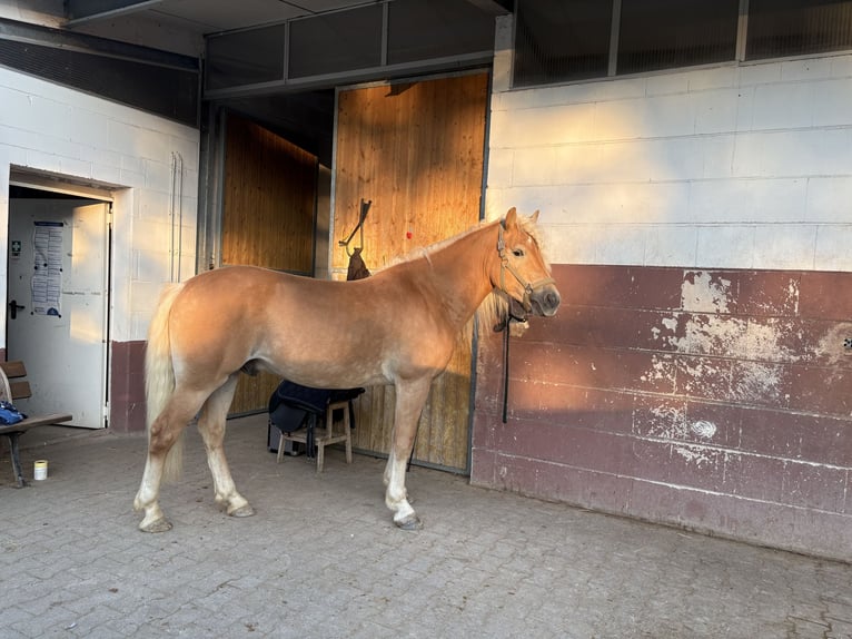 Hafliger Wałach 6 lat 152 cm Kasztanowata in Oberursel