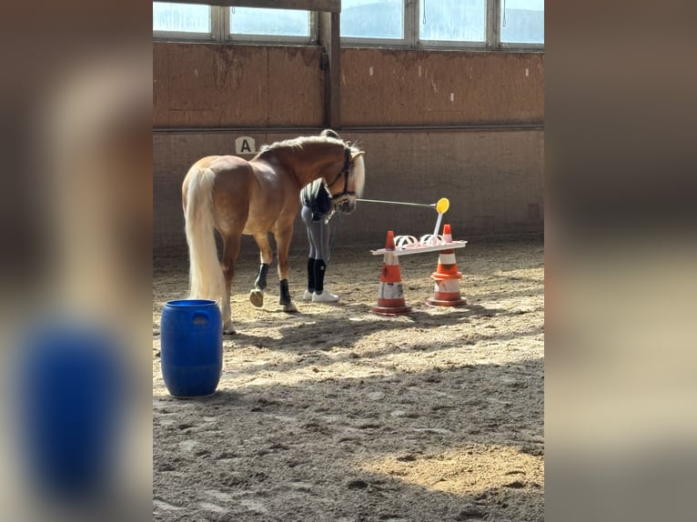 Hafliger Wałach 6 lat 152 cm Kasztanowata in Oberursel