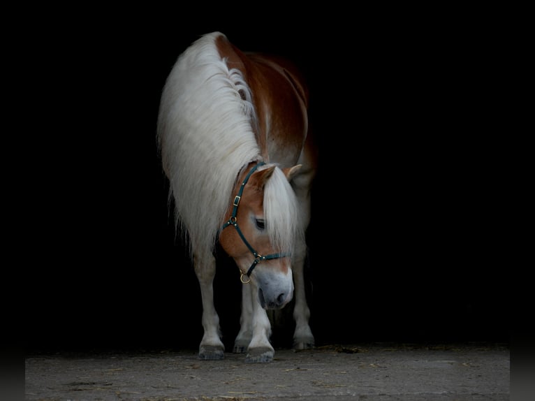 Hafliger Wałach 6 lat 152 cm Kasztanowata in Leersum