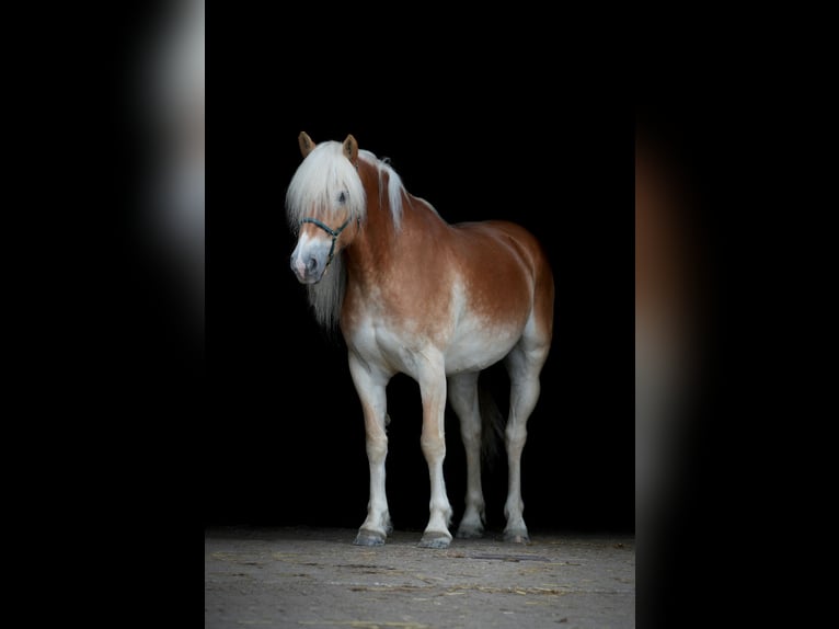 Hafliger Wałach 6 lat 152 cm Kasztanowata in Leersum