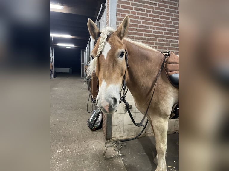 Hafliger Wałach 6 lat 152 cm Kasztanowata in Leersum