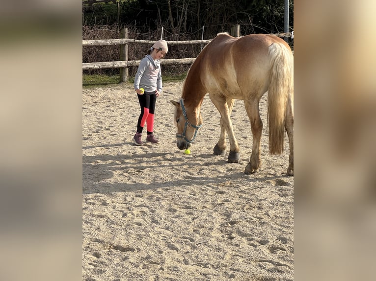 Hafliger Wałach 6 lat 153 cm Kasztanowata in Kirchbach