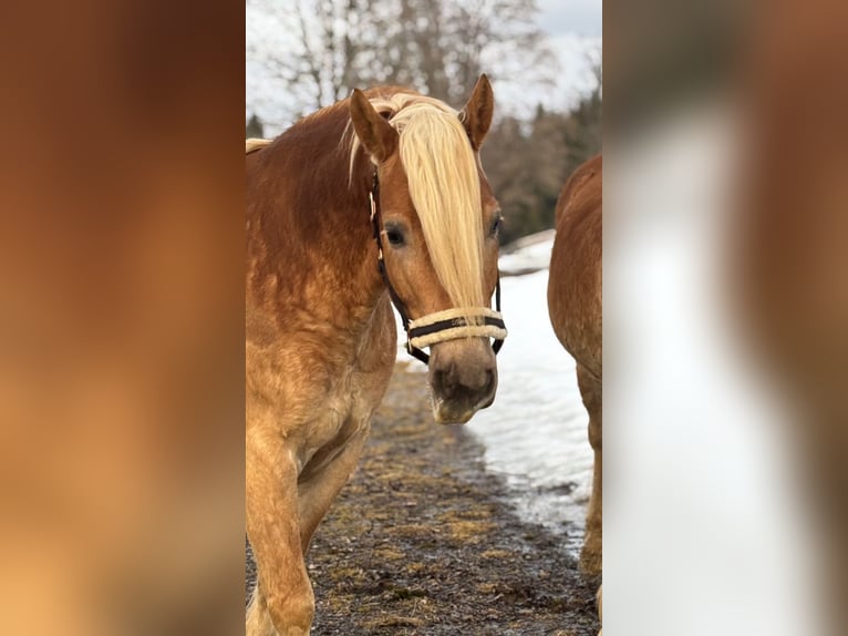 Hafliger Wałach 6 lat 153 cm Kasztanowata in Embach