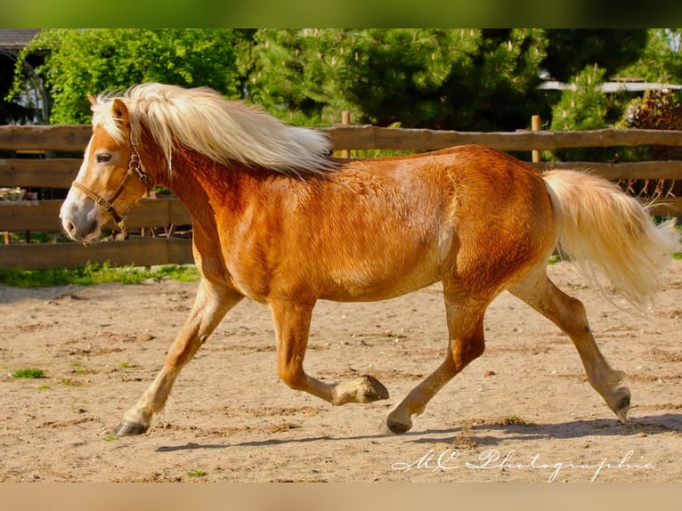 Hafliger Wałach 6 lat 154 cm Jasnogniada in Brandis