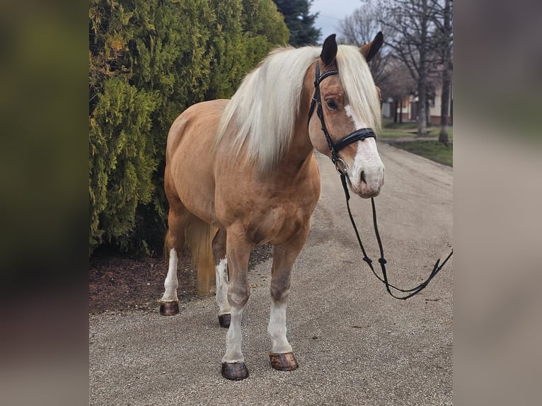 Hafliger Mix Wałach 6 lat 155 cm Izabelowata in Békéscsaba