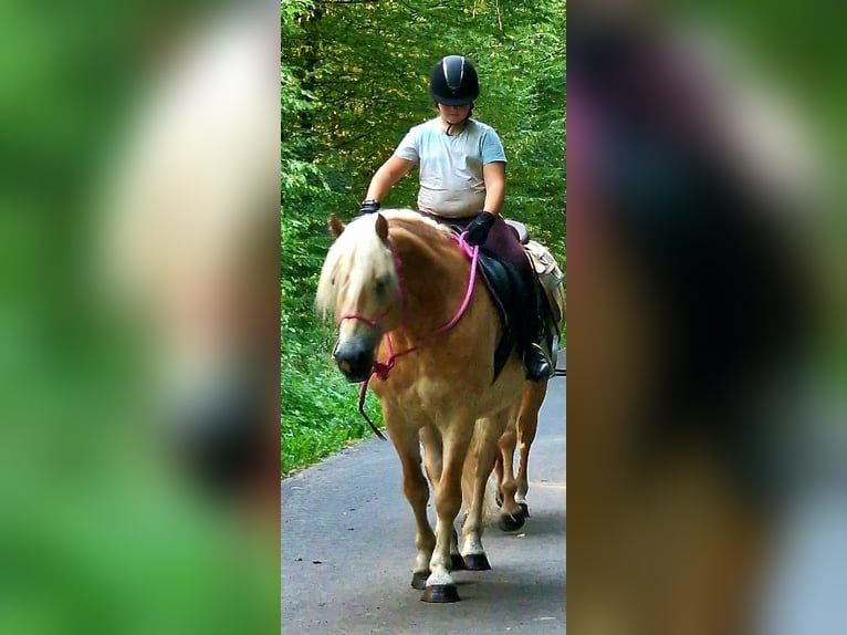 Hafliger Wałach 6 lat 160 cm Kasztanowata in Bad Brückenau