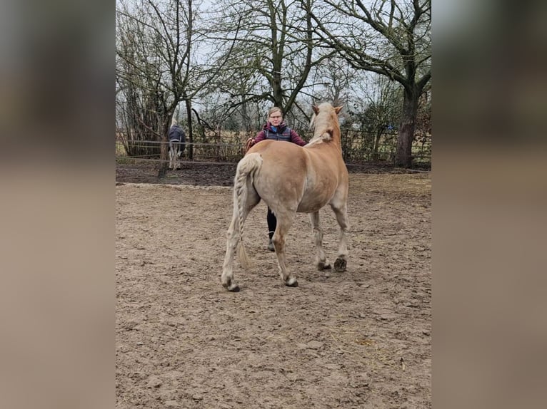 Hafliger Wałach 7 lat 143 cm Cisawa in Westerstede