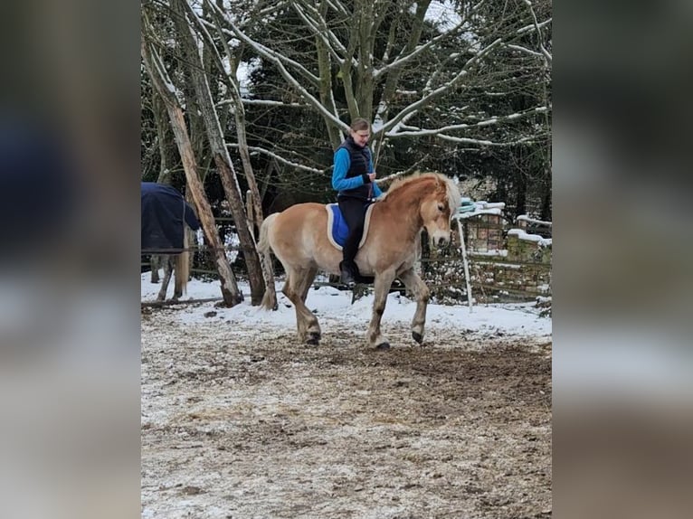 Hafliger Wałach 7 lat 143 cm Cisawa in Westerstede