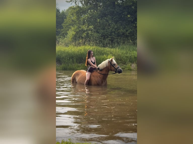 Hafliger Wałach 7 lat 148 cm Kasztanowata in Elsoff