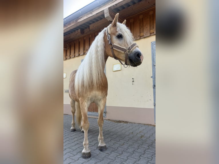 Hafliger Wałach 7 lat 148 cm Kasztanowata in Hergatz