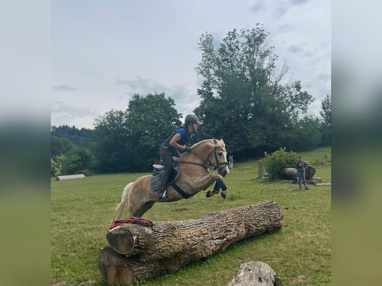 Hafliger Wałach 7 lat 150 cm Kasztanowata in Poppichl