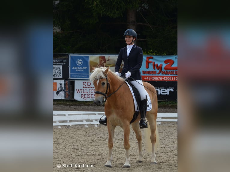 Hafliger Wałach 7 lat 155 cm Cisawa in Umhausen