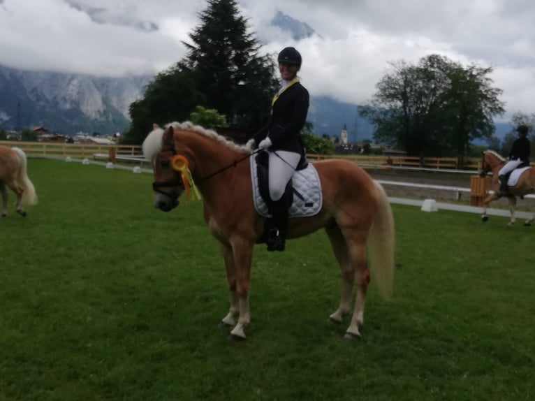 Hafliger Wałach 7 lat 155 cm Cisawa in Umhausen