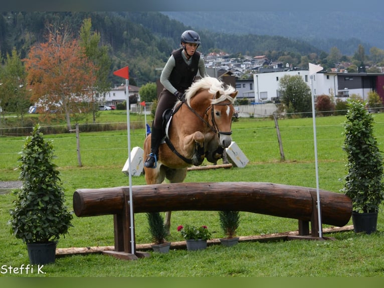 Hafliger Wałach 7 lat 155 cm Cisawa in Umhausen