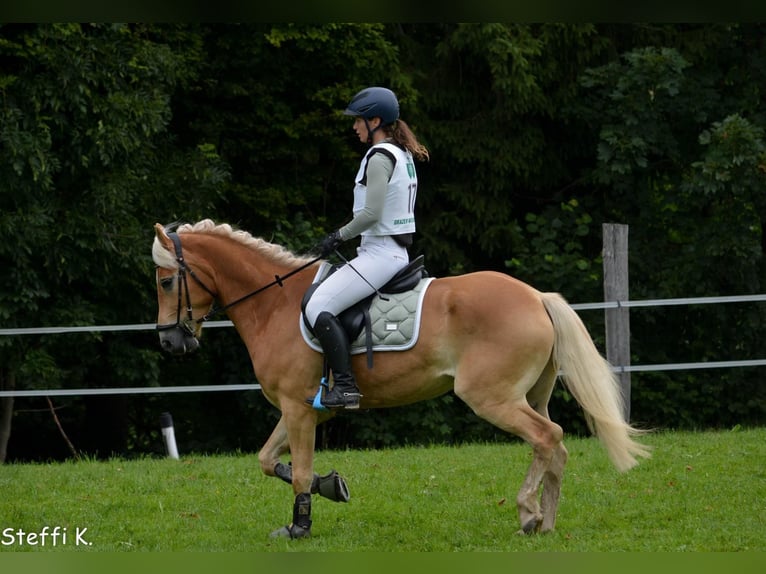 Hafliger Wałach 7 lat 155 cm Cisawa in Umhausen