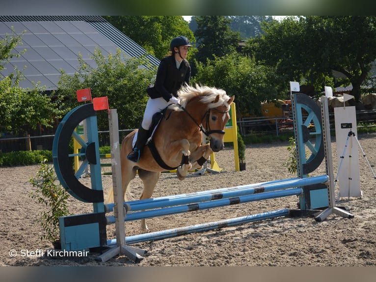Hafliger Wałach 7 lat 155 cm Cisawa in Umhausen