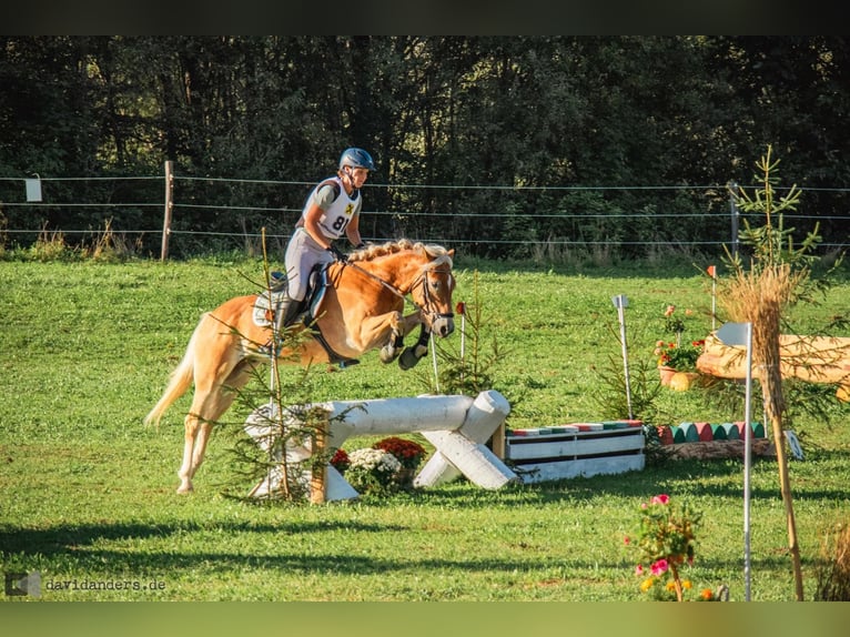 Hafliger Wałach 7 lat 155 cm Cisawa in Umhausen