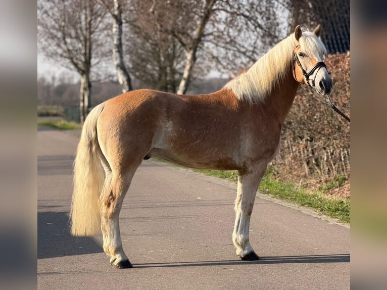 Hafliger Wałach 7 lat 161 cm Izabelowata in Someren