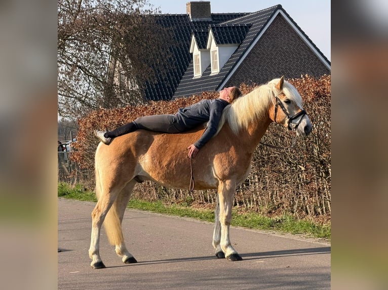 Hafliger Wałach 7 lat 161 cm Izabelowata in Someren