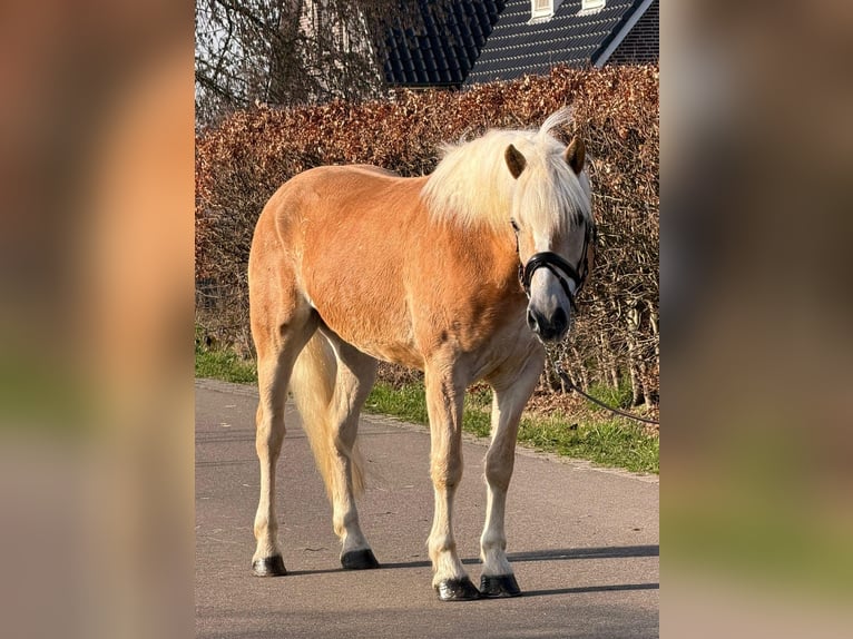 Hafliger Wałach 7 lat 161 cm Izabelowata in Someren
