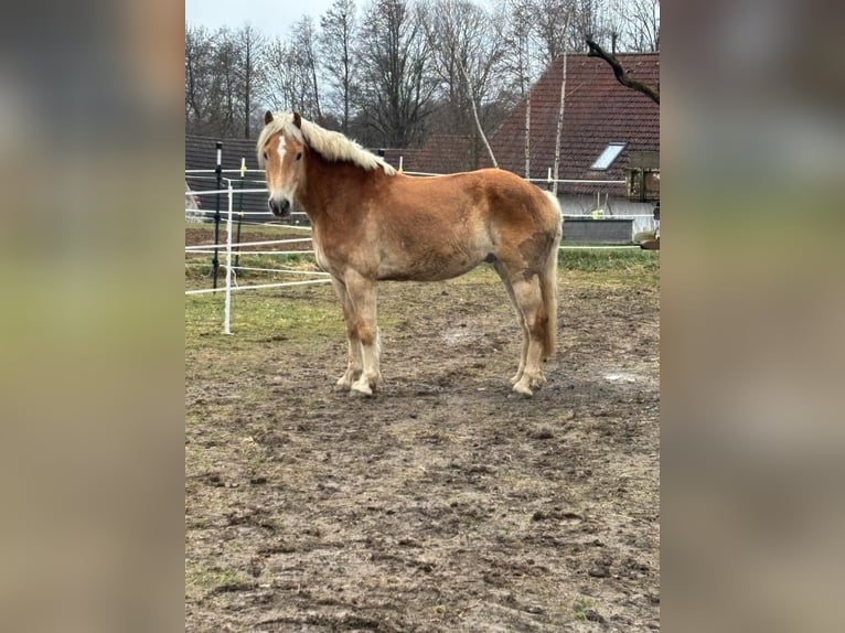 Hafliger Wałach 7 lat 162 cm Izabelowata in Dobersberg