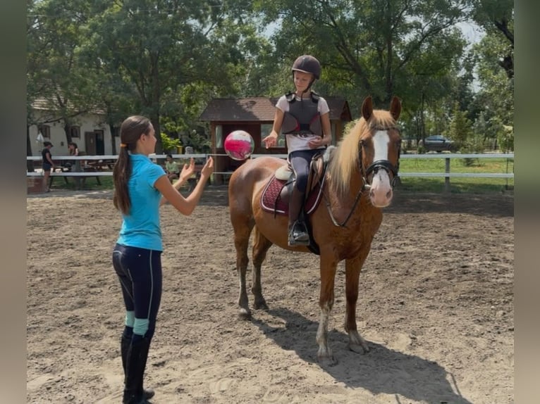 Hafliger Mix Wałach 8 lat 145 cm Kasztanowata in Neu gaarz