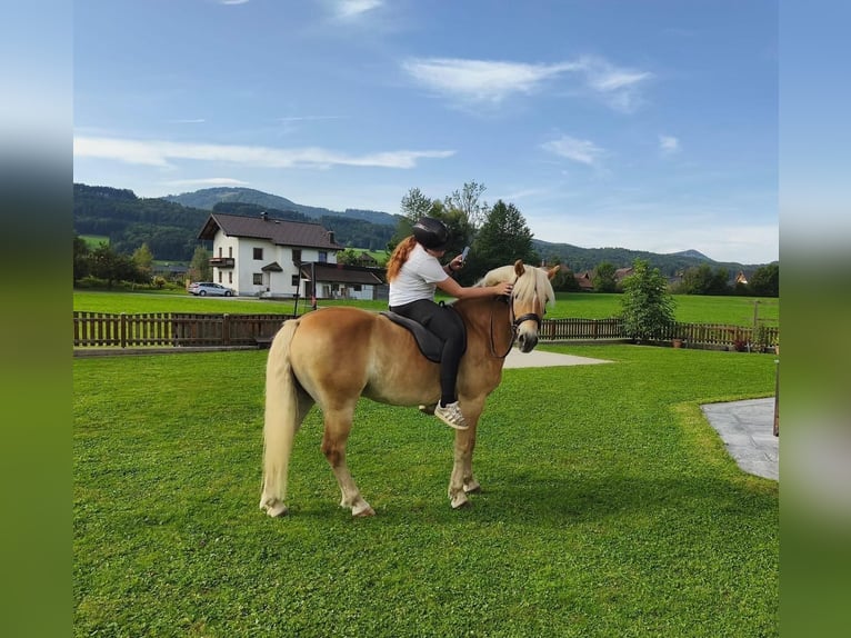 Hafliger Wałach 8 lat 147 cm Cisawa in Thalgau