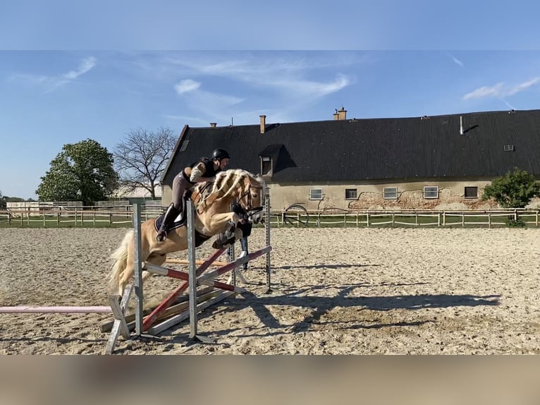 Hafliger Wałach 8 lat 152 cm in Zistersdorf