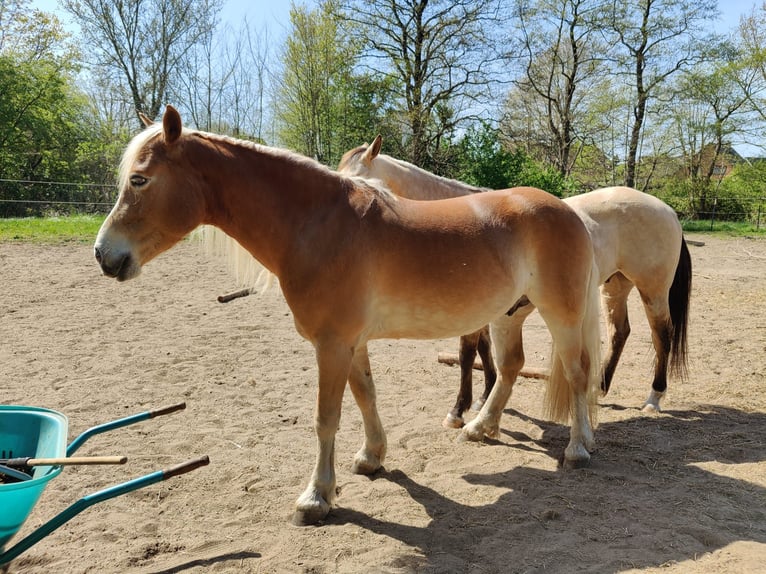 Hafliger Wałach 8 lat 155 cm in Bad Segeberg