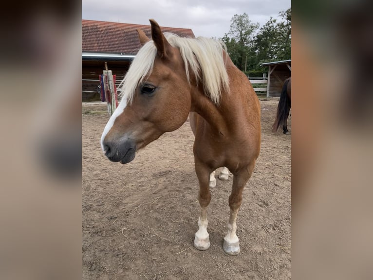 Hafliger Mix Wałach 8 lat 160 cm Kasztanowata in Oberkirch