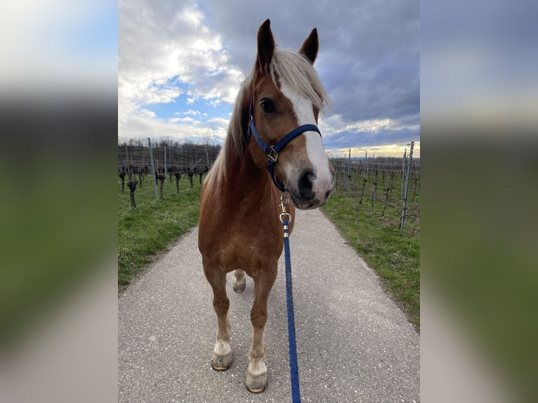 Hafliger Mix Wałach 8 lat 160 cm Kasztanowata in Oberkirch