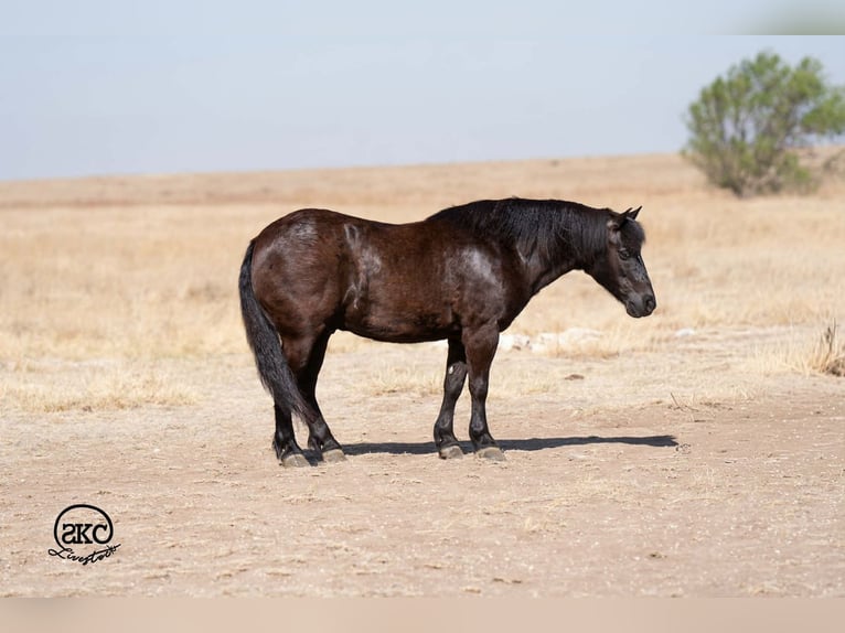 Hafliger Mix Wałach 8 lat Kara in Canyon, TX