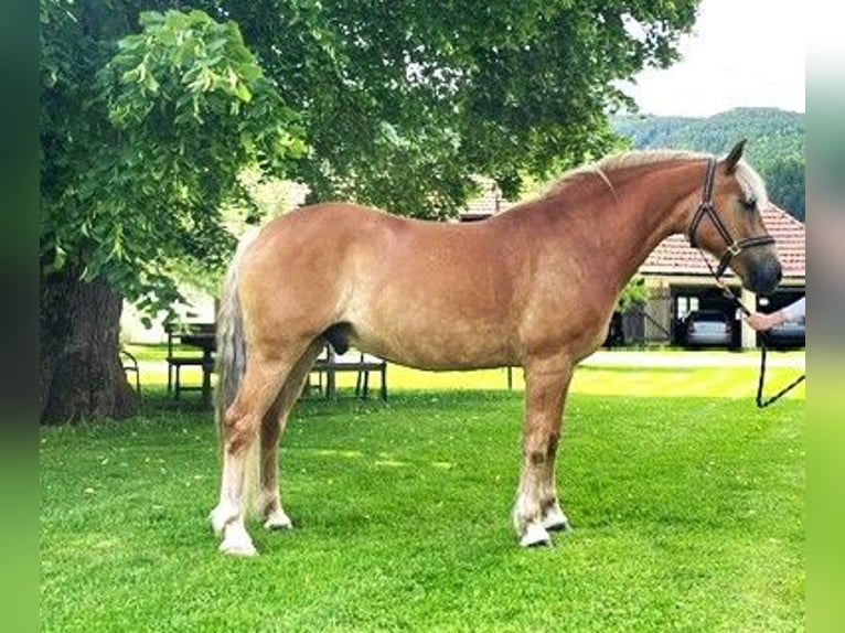 Hafliger Wałach 9 lat 147 cm Kasztanowata in Friesach