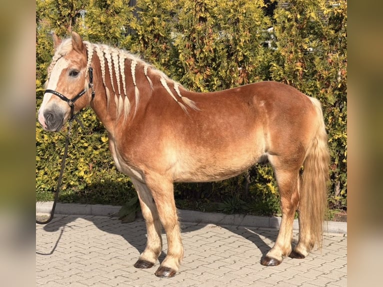 Hafliger Wałach 9 lat 149 cm Kasztanowata in Nettetal