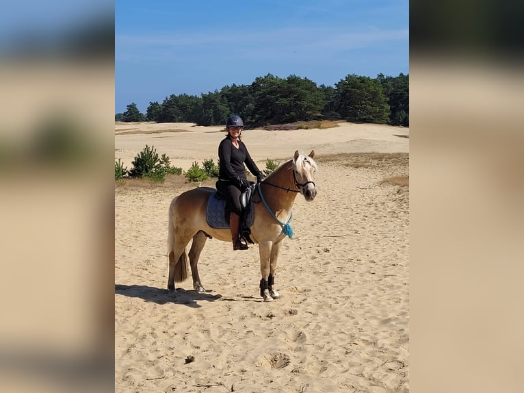 Hafliger Wałach 9 lat 150 cm Izabelowata in Purmerend