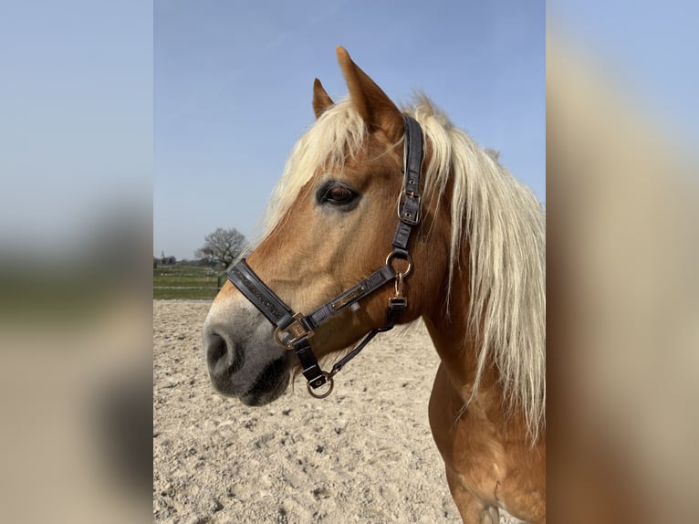 Hafliger Wałach 9 lat 150 cm Izabelowata in Stolberg (Rheinland)