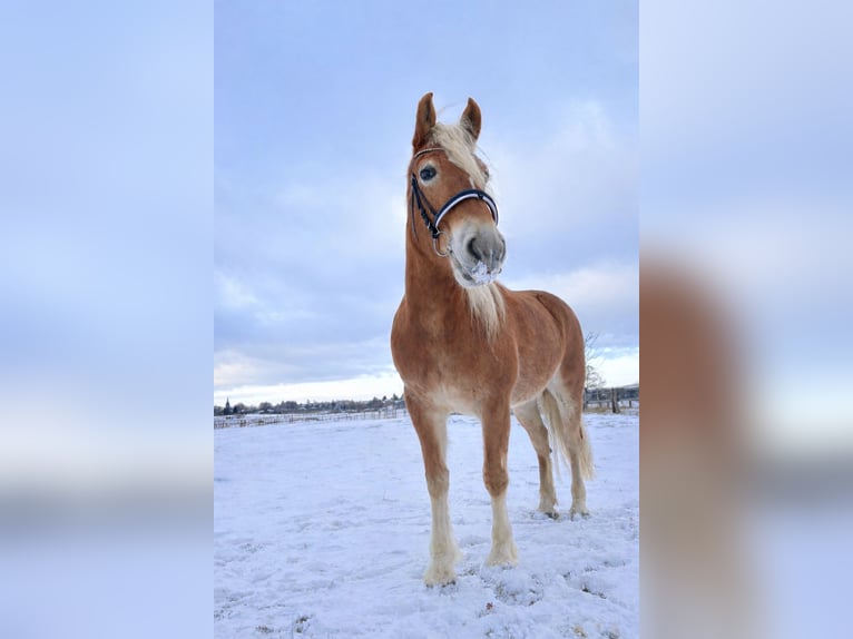 Hafliger Wałach 9 lat 150 cm Izabelowata in Stolberg (Rheinland)