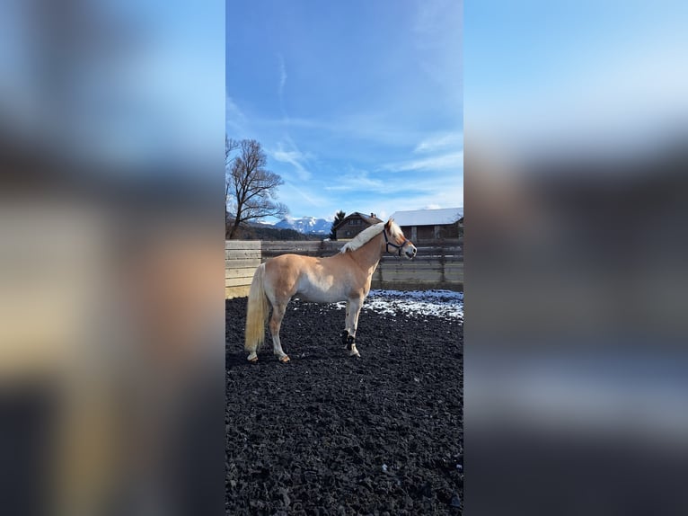 Hafliger Wałach 9 lat 150 cm  in Pfarrwerfen