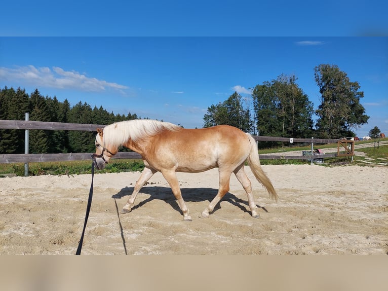 Hafliger Wałach 9 lat 151 cm Bułana in Davidschlag