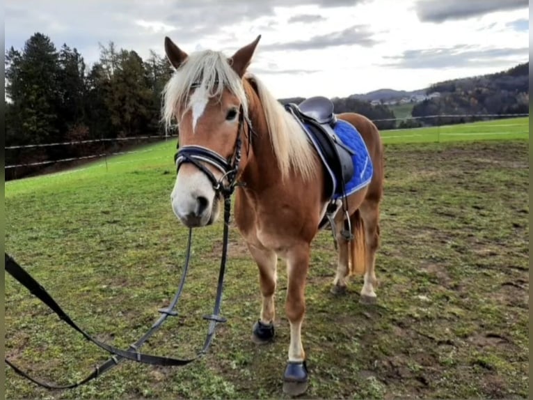 Hafliger Wałach 9 lat 153 cm Cisawa in Mettmach