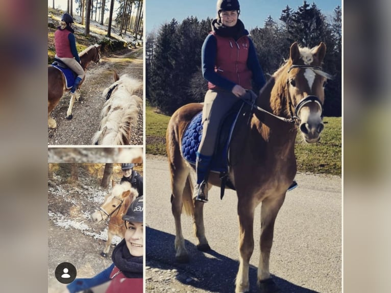 Hafliger Wałach 9 lat 153 cm Cisawa in Mettmach