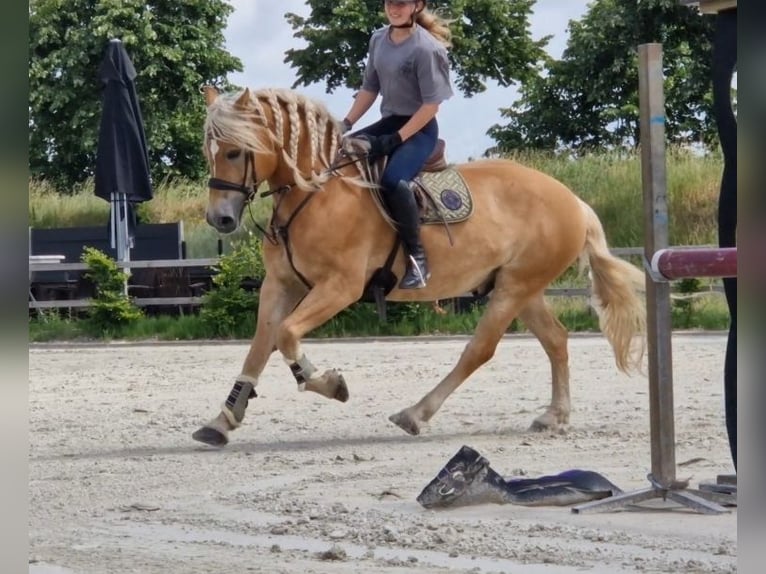 Hafliger Wałach 9 lat 153 cm Kasztanowata in Kaldenkirchen