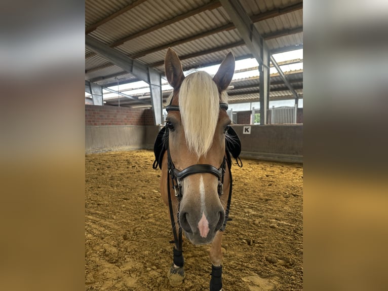 Hafliger Wałach 9 lat 155 cm Kasztanowata in Soest