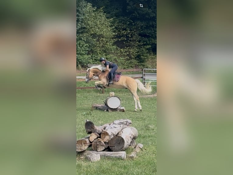 Hafliger Wałach 9 lat 155 cm Kasztanowata in Schenklengsfeld