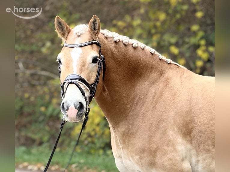 Hafliger Wałach 9 lat 155 cm  in Schenklengsfeld